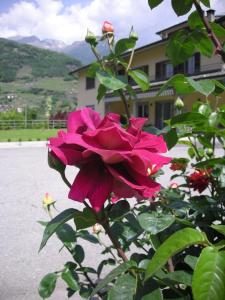 uma rosa rosa em frente a uma casa em B&B Il Crocevia em Teglio