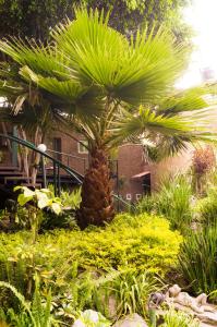 una palmera en medio de un jardín en Suite 4A, Terraza, Garden House, Welcome to San Angel, en Ciudad de México