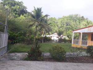 een palmboom in een tuin naast een huis bij La Belle Creole in Morne-à-lʼEau