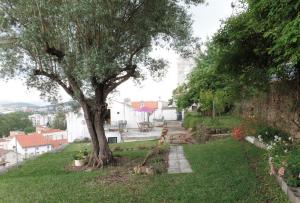 a tree in the middle of a green yard at Ponto de Vista - Coimbra in Coimbra