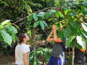 two people are picking mangoes from a tree at Banyu Homestay in Banyuwangi