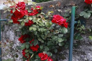 A garden outside Apartment Lake Maggiore - ITALIA