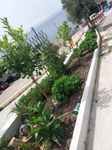 a garden with some plants in a sidewalk at Stafylos Rooms in Stafylos