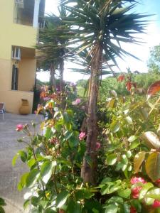 a palm tree in a garden with flowers at Chrysanthi Melitsa apts. in Sidari