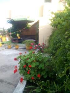 a bush with red flowers in front of a building at Chrysanthi Melitsa apts. in Sidari