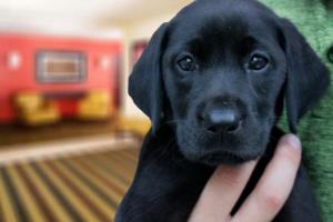 una persona sosteniendo un perro perro perro perro labrador negro en Suburban Studios Copley Akron West, en Copley