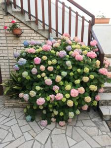 Galeriebild der Unterkunft Apartments Vlasta in Premantura