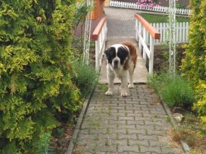 Ein brauner und schwarzer Hund steht auf einem Gehweg in der Unterkunft Penzion U Bernardýna in Tachov