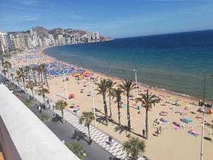 widok na plażę z palmami i oceanem w obiekcie RONDA Centro Levante Beach w mieście Benidorm