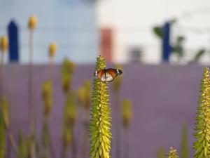 a butterfly sitting on top of a green plant at Torre Sabina in Vila do Maio