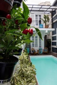 a potted plant next to a swimming pool at Casa Tuxi in Rio de Janeiro