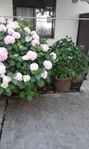 um ramo de flores rosas em vasos ao lado de um edifício em Apartments Ratković em Tivat