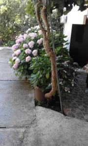 un ramo de flores rosas en un jardín en Apartments Ratković, en Tivat