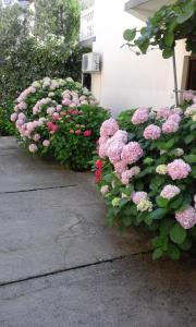 Une bande de fleurs roses devant un bâtiment dans l'établissement Apartments Ratković, à Tivat