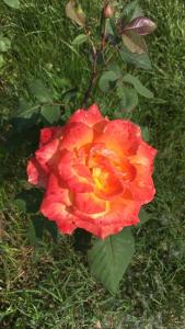 une rose rouge et jaune assise dans l'herbe dans l'établissement Fondo Giardinetto, à Modène