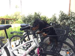 a dog is sitting in a basket on a bike at Arli Hotel Hideaway Punta Ala - Adults Only in Punta Ala