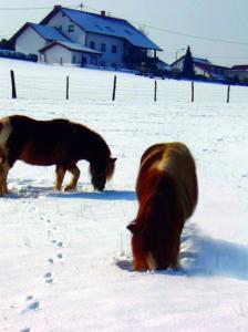 Dois cavalos estão parados na neve. em Panorama Gasthof Stemler em Eulenbis