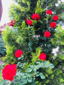um grupo de rosas vermelhas numa árvore de Natal em Guest House Dobrev em Kardzhali
