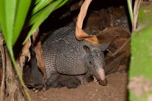 Altri animali domestici presso il lodge o nei dintorni