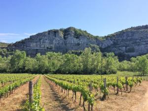 a field of vines with a mountain in the background at Les mobil-homes du Moulinage in Montréal