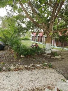 a yard with a tree and a house at Cabanas chaac calakmul in Xpujil