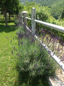 a bunch of purple flowers next to a fence at Kuća Lavanda in Drežnjak