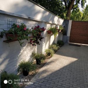 A garden outside Belvárosi Apartmanszálló - Kiskunfélegyháza