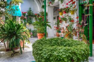 Ogród w obiekcie Apartamentos Jerez