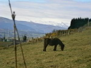 Zvířata v penzionu – hostince nebo okolí