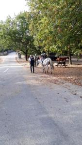 Galeriebild der Unterkunft A Cobiça do Mundo in Pincães