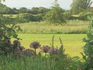 a garden with purple flowers in a green field at Eydon B&B in Daventry +7 photos