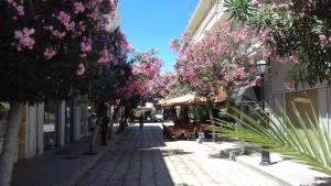 Milva Apartments外面的花园