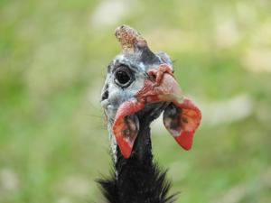 Tiere auf dem Campingplatz oder in der Nähe