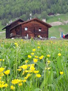 a field of yellow flowers in front of a cabin at Bait DossAlt in Livigno