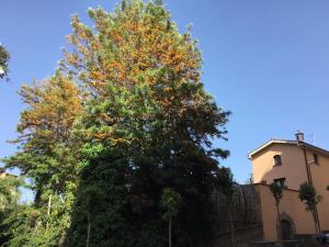 Fotografie z fotogalerie ubytování Casa Eleonora v Sorrentu