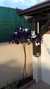 Fotografia z galérie ubytovania Studio apartman Giardino vo Viry