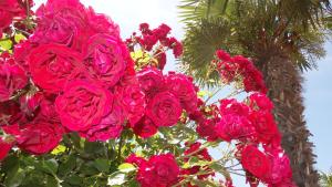Ein Haufen rosa Rosen vor einer Palme in der Unterkunft Chateau del Marina Apart Complex in Nessebar