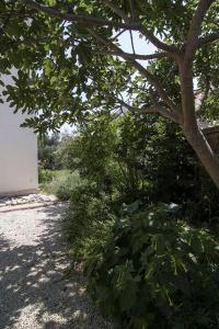 Aed väljaspool majutusasutust Apartman Iva