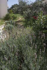 Aed väljaspool majutusasutust Apartman Iva