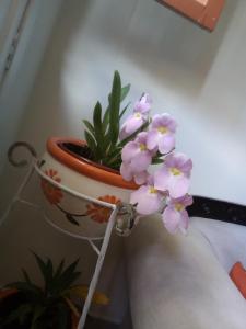 Fotografie z fotogalerie ubytování Hostal Casa de Vicente v destinaci Salento + 21 fotografií