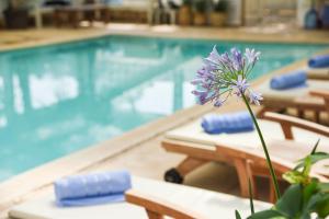 a purple flower sitting next to a swimming pool at The White Chalet View in Moshav Ramot