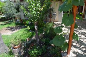 a garden with a tree with a face on it at Beyoglu Pansiyon in Patara