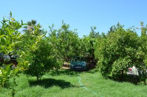 a car parked in a yard between two trees at Beyoglu Pansiyon in Patara