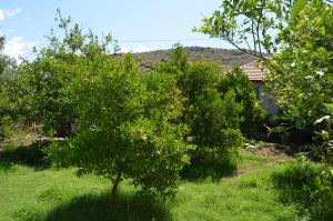 an apple tree in the yard of a house at Beyoglu Pansiyon in Patara