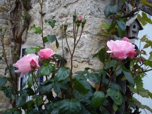 two pink roses in front of a stone wall at Le Clos des Treilles in Nuaillé-dʼAunis