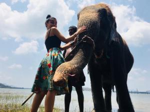 Altri animali domestici presso l'affittacamere o nei dintorni