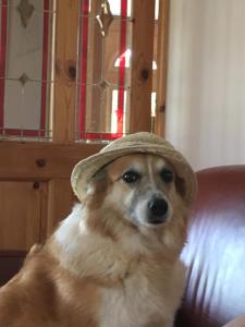 O animal ou animais de estimação com os hóspedes em Tobernaglough Wexford pet friendly country b&b