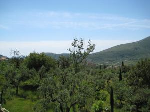 イトリにあるS. Martino 30の山を背景にした樹畑