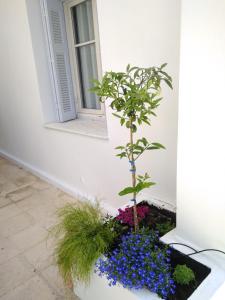 Zahrada ubytování Zacharoula's Home