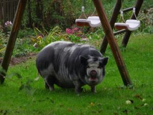 a large black pig standing in the grass at Familienferienhof Stabauer in Zell am Moos